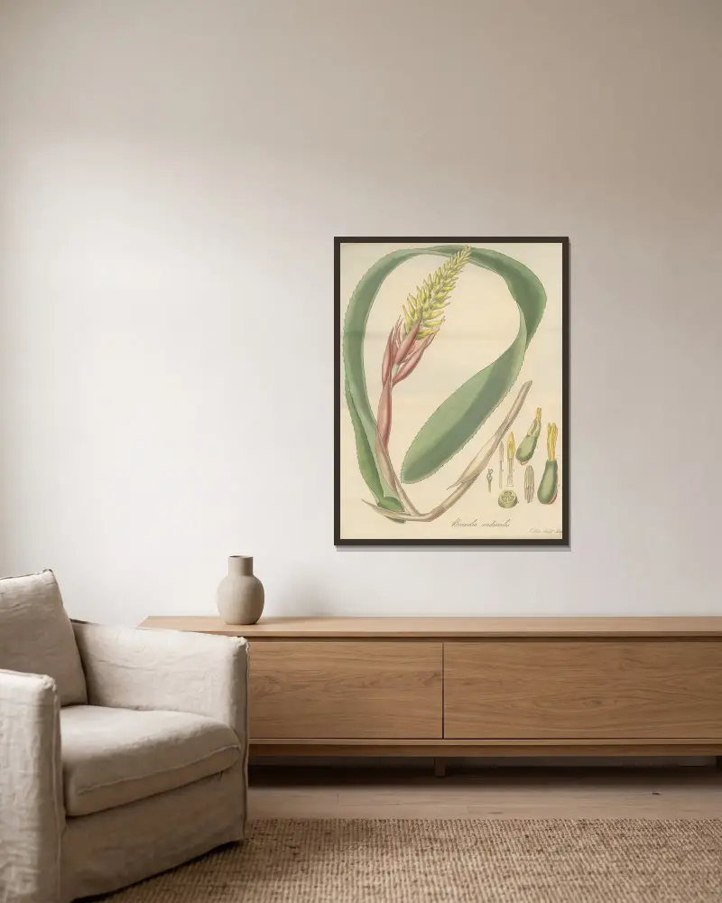 Bromelia nudicaulis, William Jackson Hooker v rámu na stěně