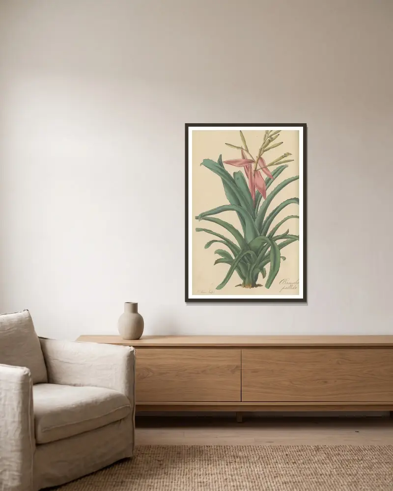 Bromelia pallida, 1823 – Nr. 2, William Jackson Hooker v rámu na stěně