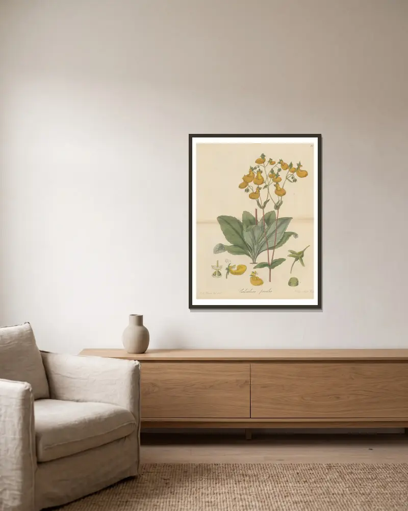 Calceolaria paralia von William Jackson Hooker gerahmt an einer Wand