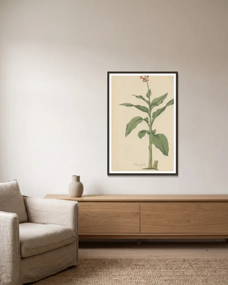 Canna gigantea, 1823 – Nr. 2, William Jackson Hooker v rámu na stěně