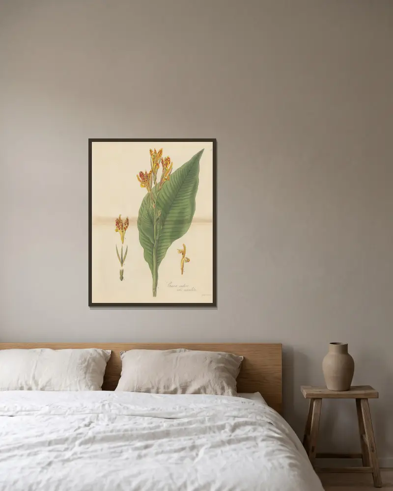 Canna indica var. maculata von William Jackson Hooker gerahmt an einer Wand