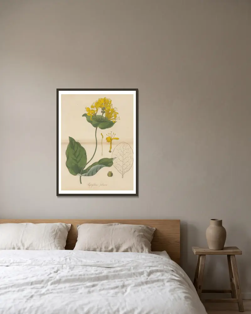 Caprifolium pubescens von William Jackson Hooker gerahmt an einer Wand