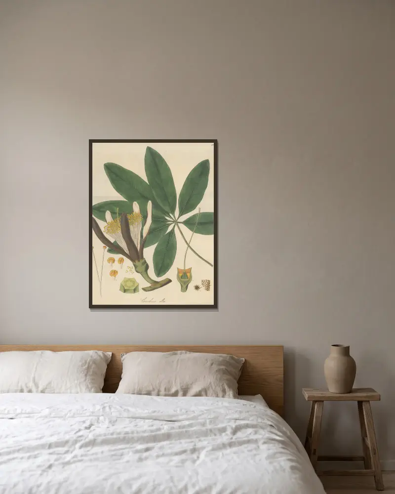 Carolinea alba von William Jackson Hooker gerahmt an einer Wand