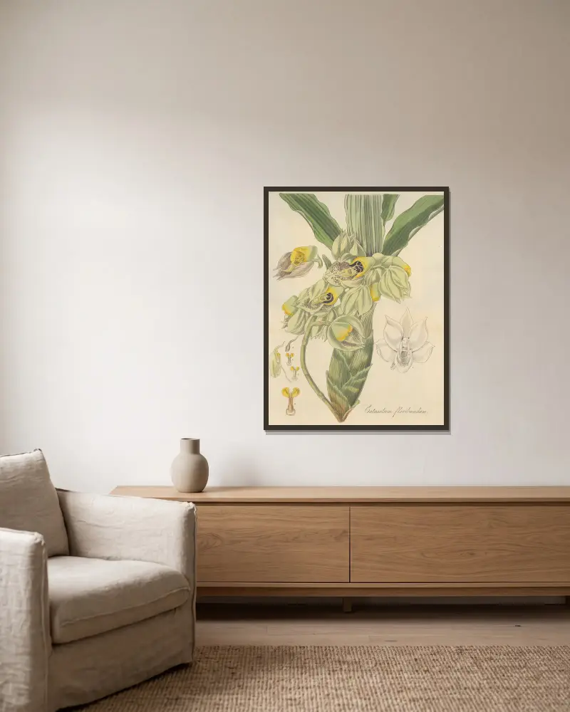 Catasetum Floribundum von William Jackson Hooker gerahmt an einer Wand