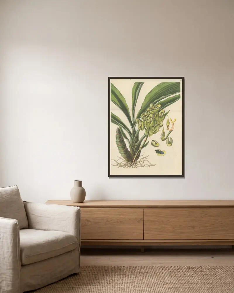 Catasetum semiapertum, William Jackson Hooker w ramie na ścianie