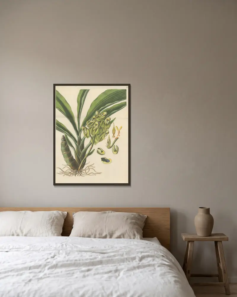 Catasetum semiapertum, William Jackson Hooker w ramie na ścianie