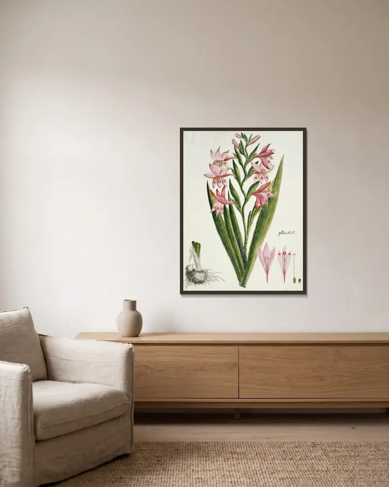 Gladiolus carneus D. Delarochev (Painted lady) av Robert Jacob Gordon inramad på en vägg