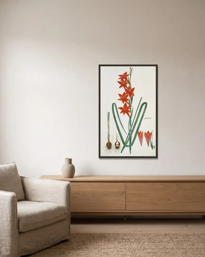 Gladiolus watsonius Thunb. (Watsonia hysterantha) von Robert Jacob Gordon gerahmt an einer Wand