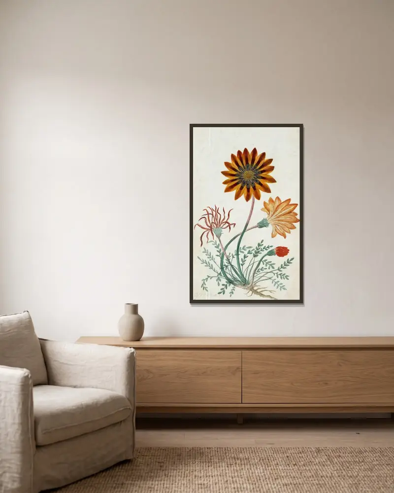 Gorteria diffusa von Robert Jacob Gordon gerahmt an einer Wand