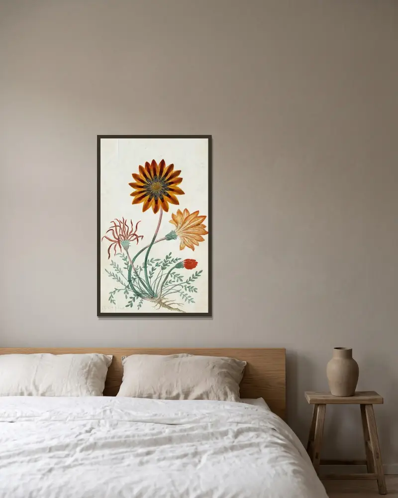 Gorteria diffusa von Robert Jacob Gordon gerahmt an einer Wand