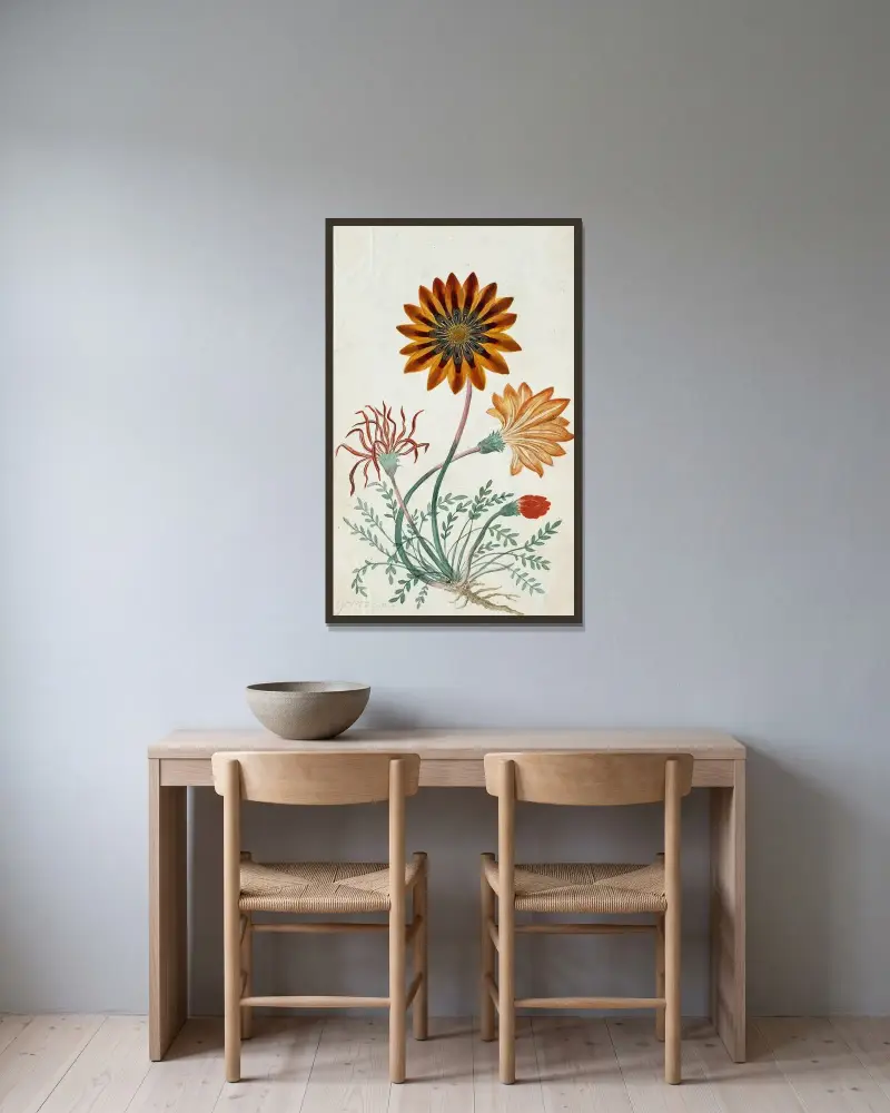 Gorteria diffusa von Robert Jacob Gordon gerahmt an einer Wand