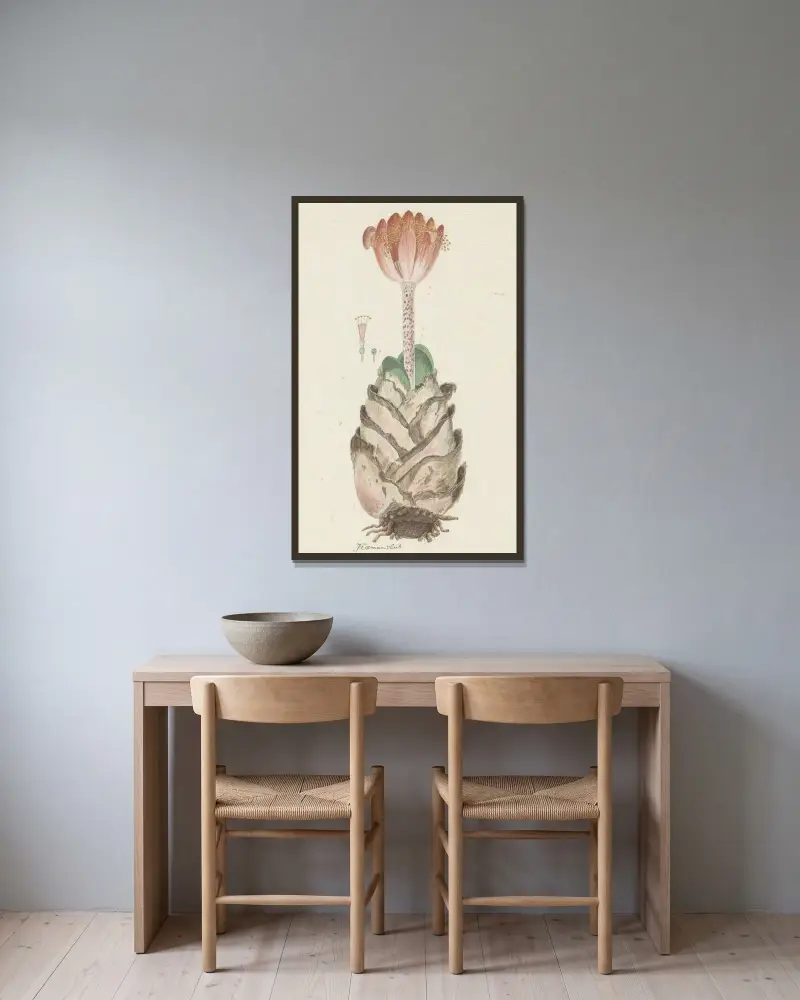 Haemanthus coccineus L. (Blutblume) von Robert Jacob Gordon gerahmt an einer Wand