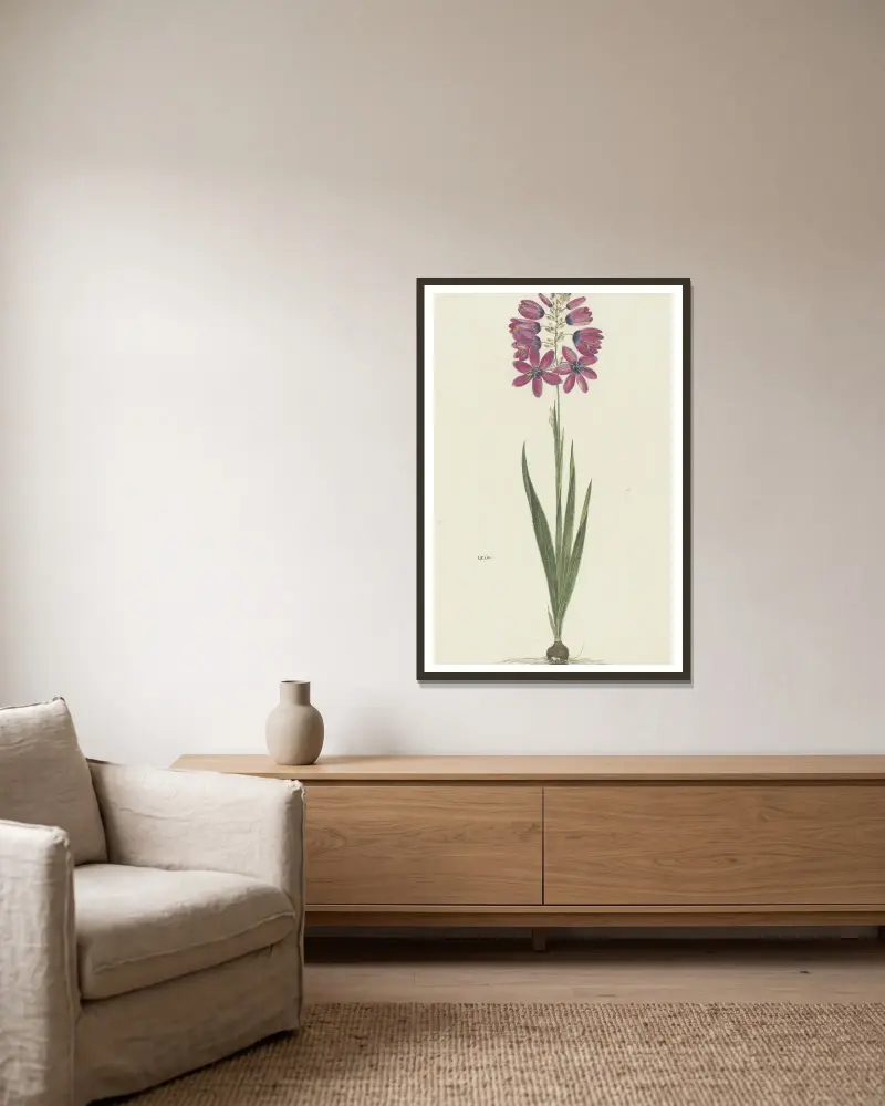Ixia lutea Eckl. var. ovata. av Robert Jacob Gordon inramad på en vägg
