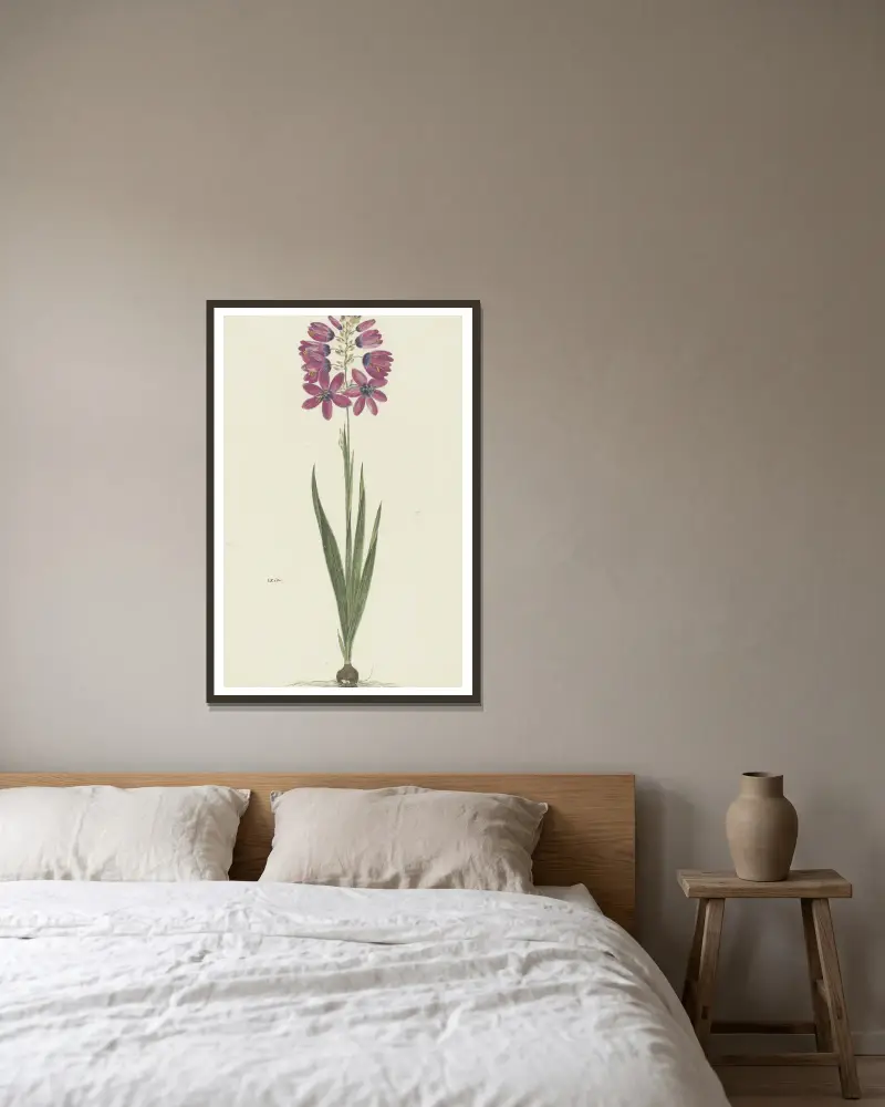 Ixia lutea Eckl. var. ovata. av Robert Jacob Gordon inramad på en vägg