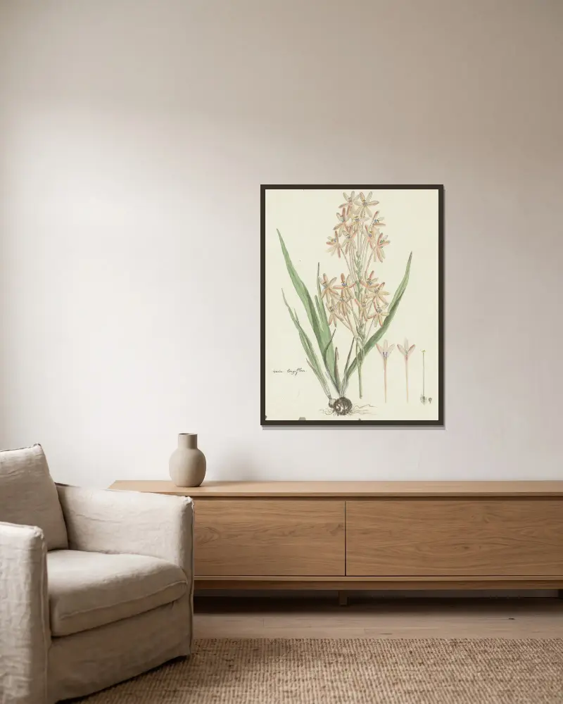 Ixia paniculata D. Delaroche, Robert Jacob Gordon w ramie na ścianie