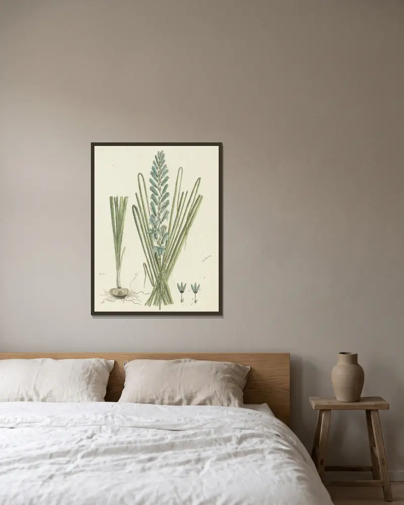 Ixia viridiflora (Türkise Ixia) von Robert Jacob Gordon gerahmt an einer Wand