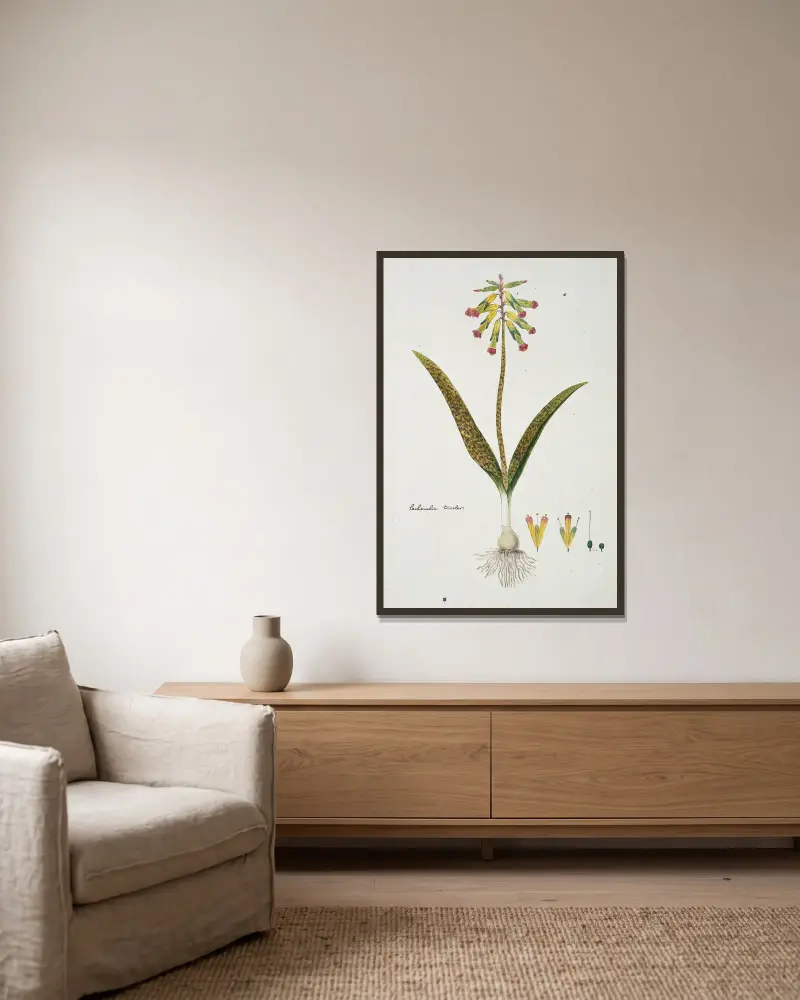 Lachenalia aloides (L.f.) Engl. var. aloides (Opal flowers) av Robert Jacob Gordon inramad på en vägg