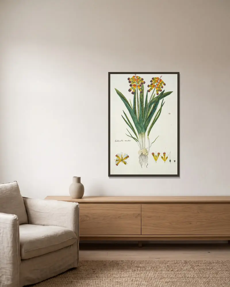 Lachenalia aloides (L.f.) Engl. var. quadricolor (Opal flower) av Robert Jacob Gordon inramad på en vägg
