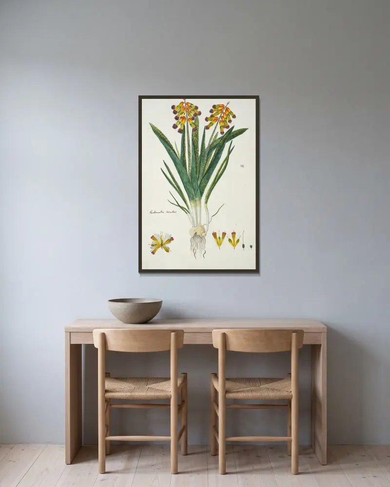 Lachenalia aloides (L.f.) Engl. var. quadricolor (Opal flower) av Robert Jacob Gordon inramad på en vägg