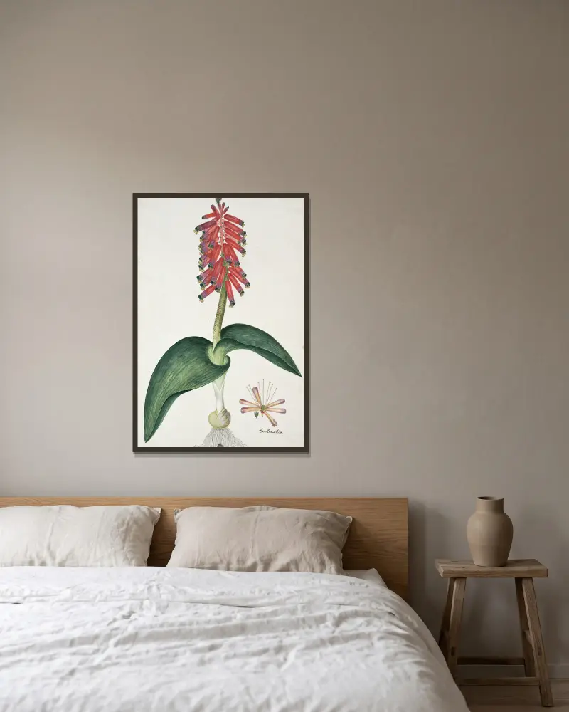 Lachenalia bulbifera (Cirillo) Engl. av Robert Jacob Gordon inramad på en vägg