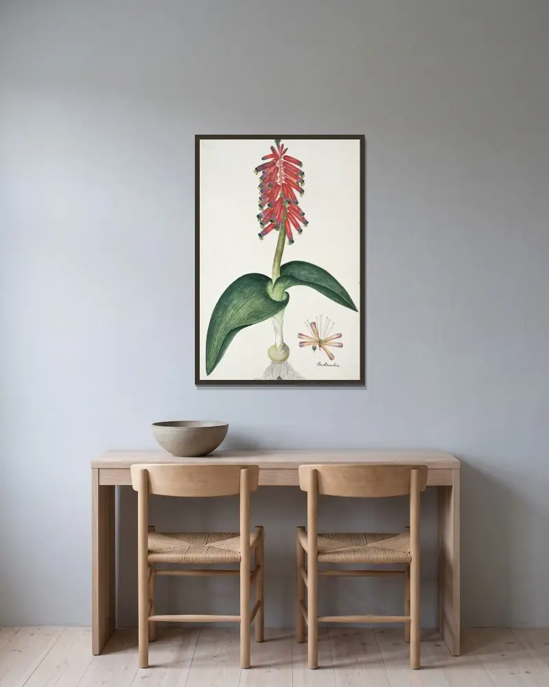 Lachenalia bulbifera (Cirillo) Engl. av Robert Jacob Gordon inramad på en vägg