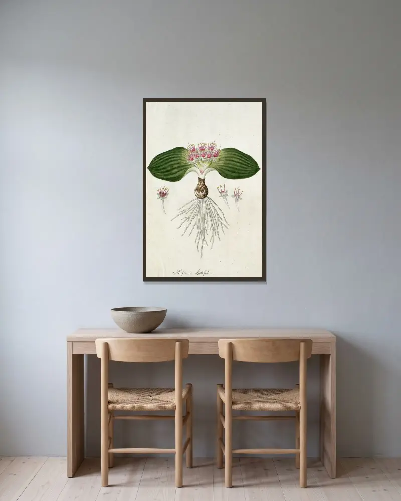 Massonia depressa Houtt von Robert Jacob Gordon gerahmt an einer Wand