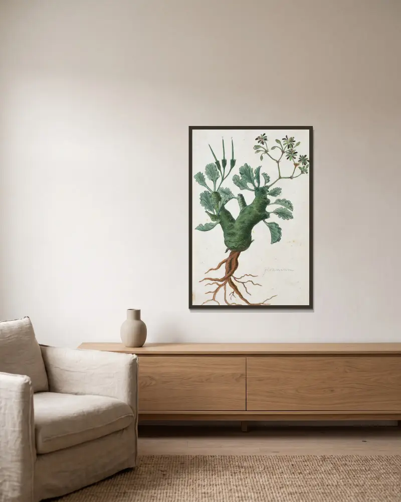 Pelargonium klinghardtense Knuth von Robert Jacob Gordon gerahmt an einer Wand