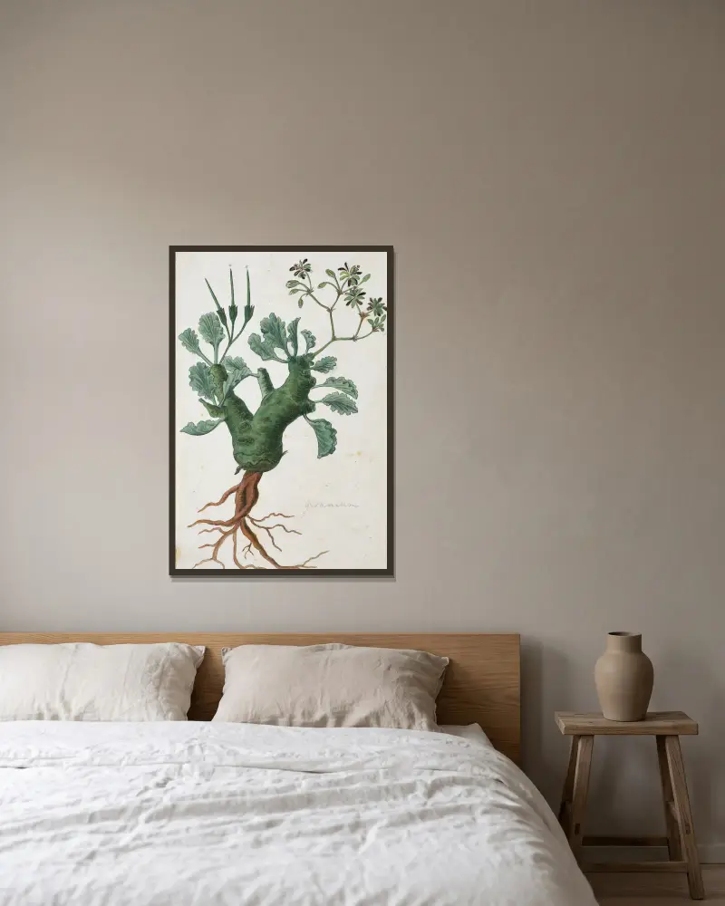 Pelargonium klinghardtense Knuth von Robert Jacob Gordon gerahmt an einer Wand