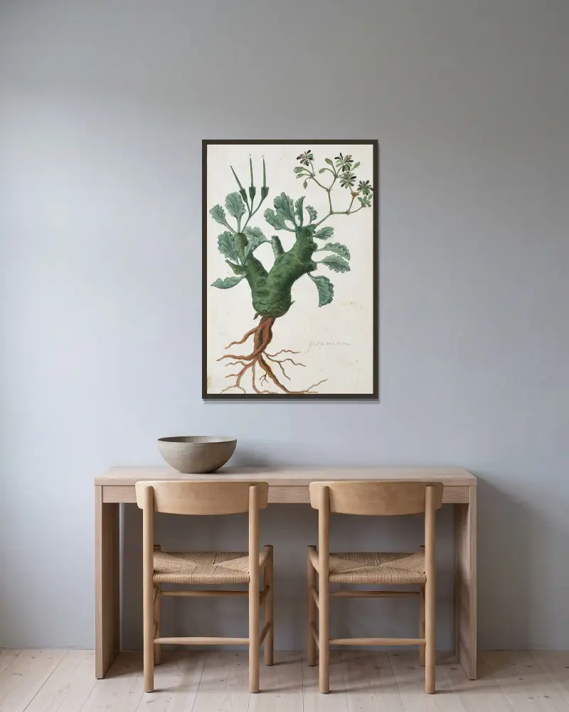 Pelargonium klinghardtense Knuth von Robert Jacob Gordon gerahmt an einer Wand