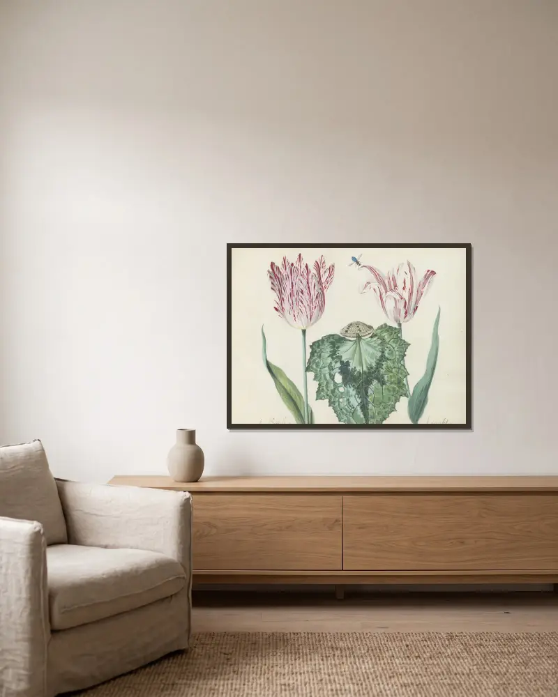 Två tulpaner med snäcka och stort blad, P. Schilter Kamuseta av Jacob Marrel inramad på en vägg