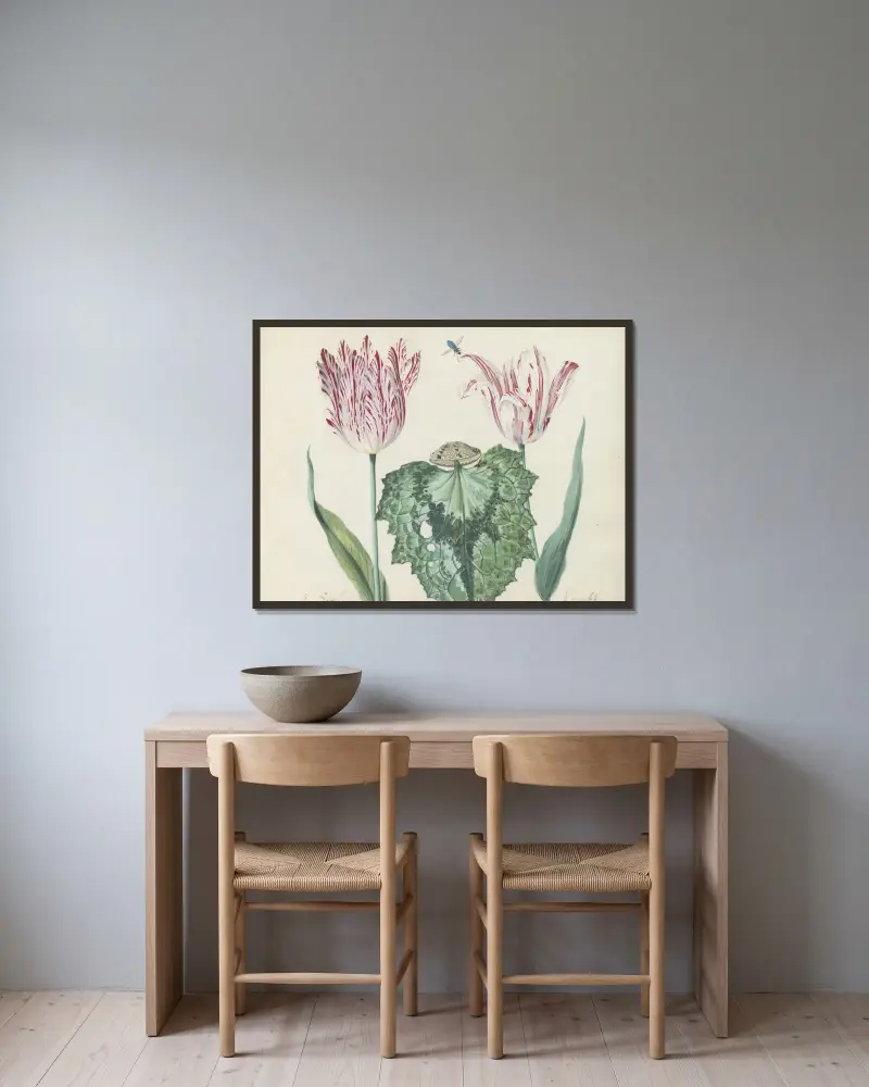 Två tulpaner med snäcka och stort blad, P. Schilter Kamuseta av Jacob Marrel inramad på en vägg