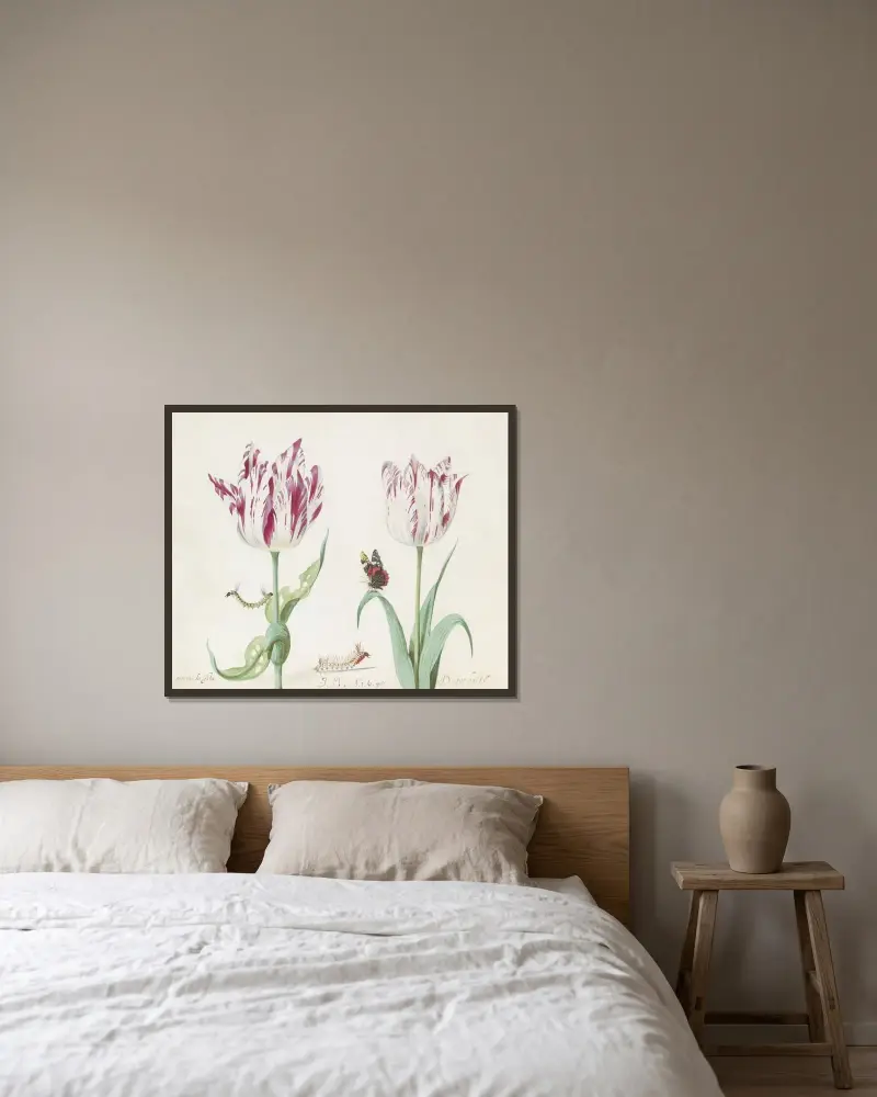Zwei Tulpen mit zwei Raupen und Atalanta General a Costa g(enera)l Doctor balte von Jacob Marrel gerahmt an einer Wand