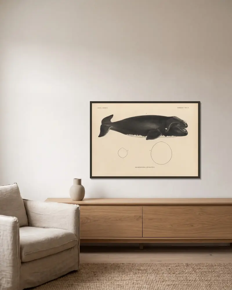 Balaenoptera Antarctica, 1833 – Nr. 2 von Coenraad Jacob Temminck gerahmt an einer Wand
