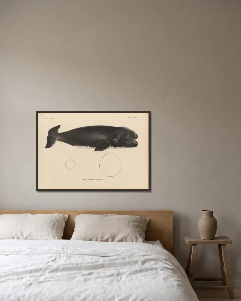 Balaenoptera Antarctica, 1833 – Nr. 2 von Coenraad Jacob Temminck gerahmt an einer Wand