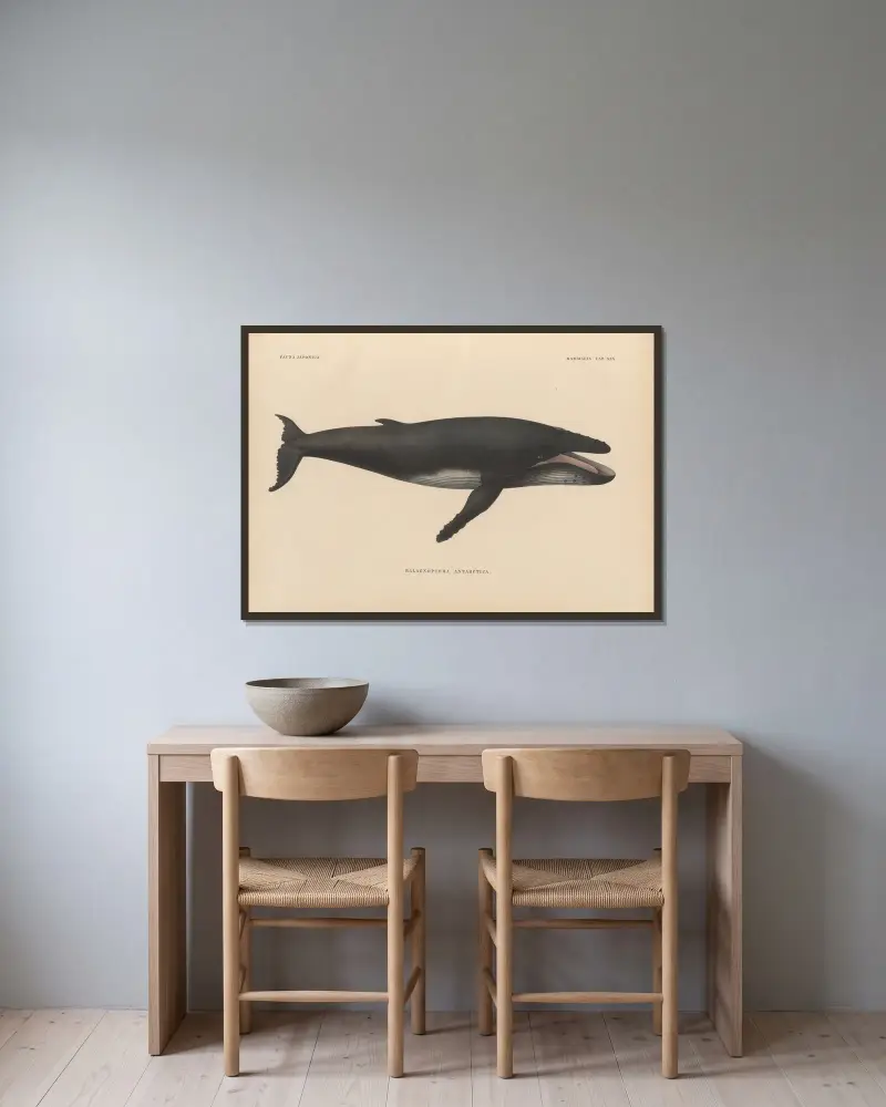 Balaenoptera Antarctica, 1833 – nr 1 av Coenraad Jacob Temminck inramad på en vägg