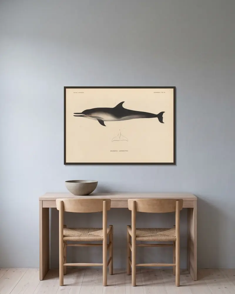 Delphinus Longirostris von Coenraad Jacob Temminck gerahmt an einer Wand