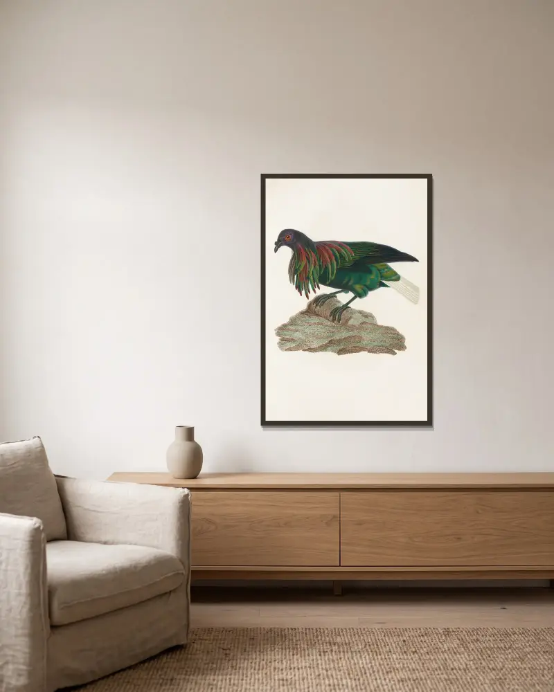 Les pigeons Pl.73, Coenraad Jacob Temminck v rámu na stěně