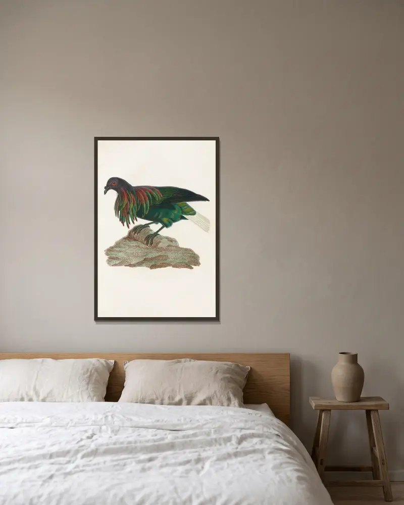 Les pigeons Pl.73, Coenraad Jacob Temminck v rámu na stěně