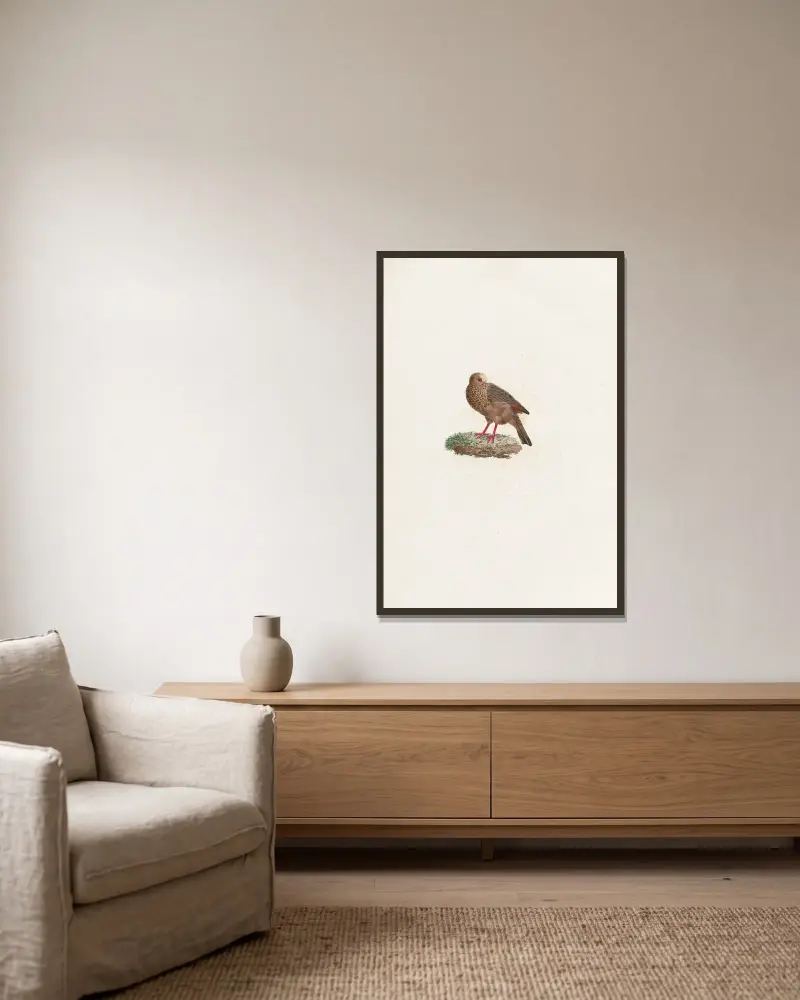 Les pigeons Pl. 84, Coenraad Jacob Temminck v rámu na stěně