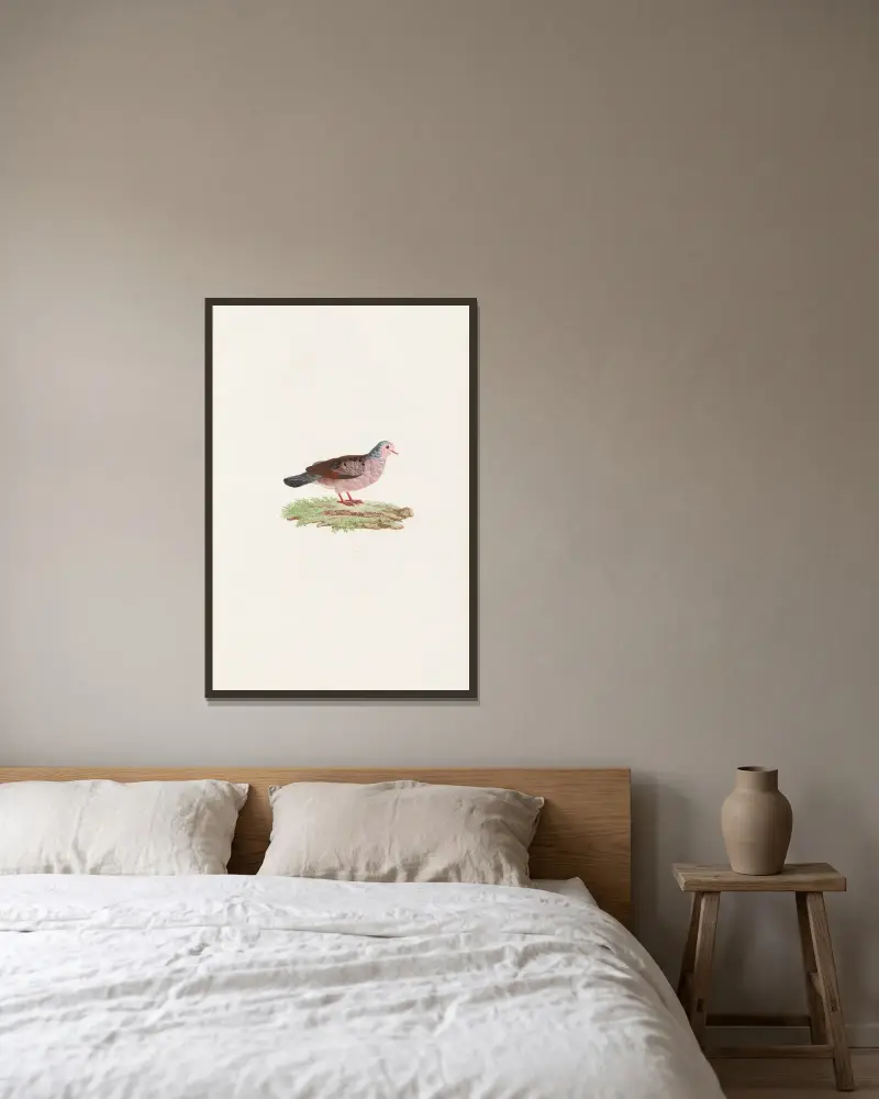 Tauben, Tafel 87 von Coenraad Jacob Temminck gerahmt an einer Wand