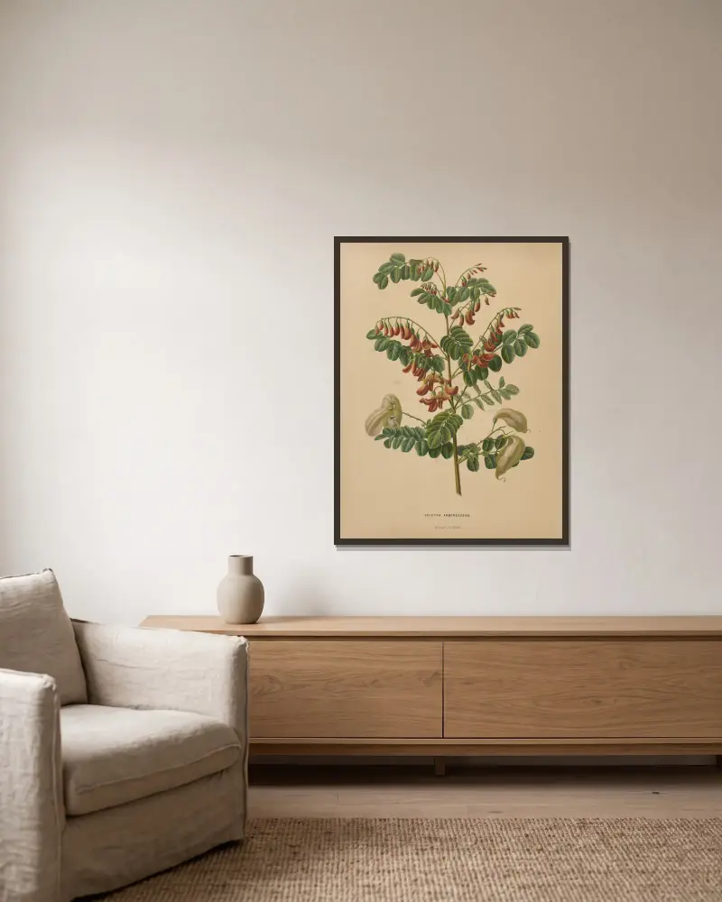 Colutea Arborescens, Abraham Jacobus Wendel v rámu na stěně
