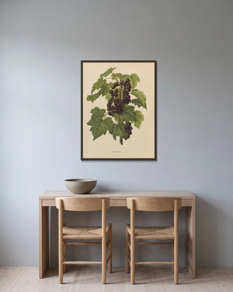 Ribis Nigrum Var. von Abraham Jacobus Wendel gerahmt an einer Wand