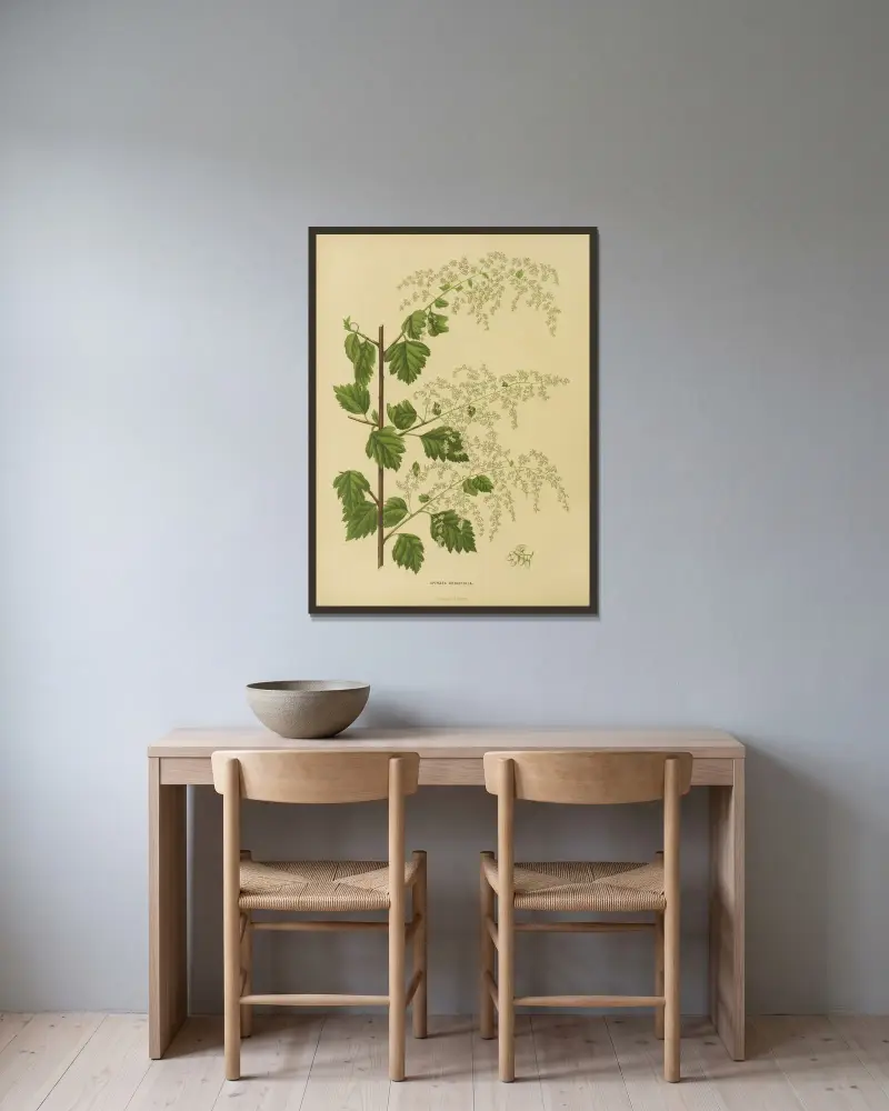Spiraea Ariaefolia av Abraham Jacobus Wendel inramad på en vägg