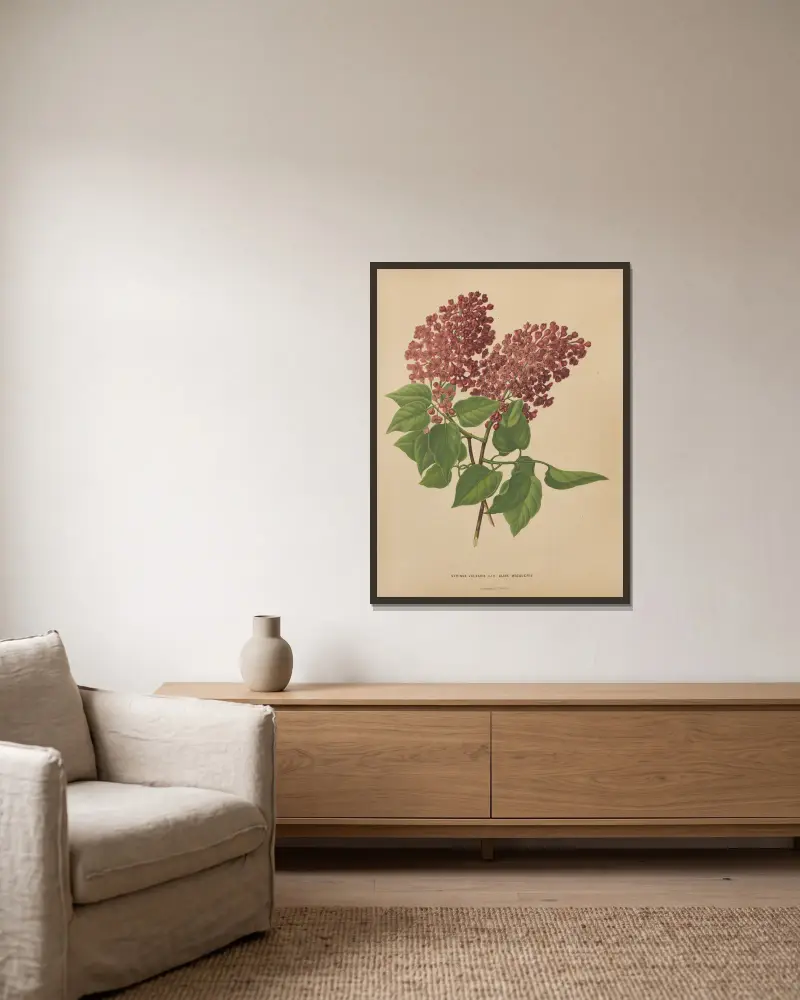 Syringa Vulgaris Var Aline Mocoueris av Abraham Jacobus Wendel inramad på en vägg