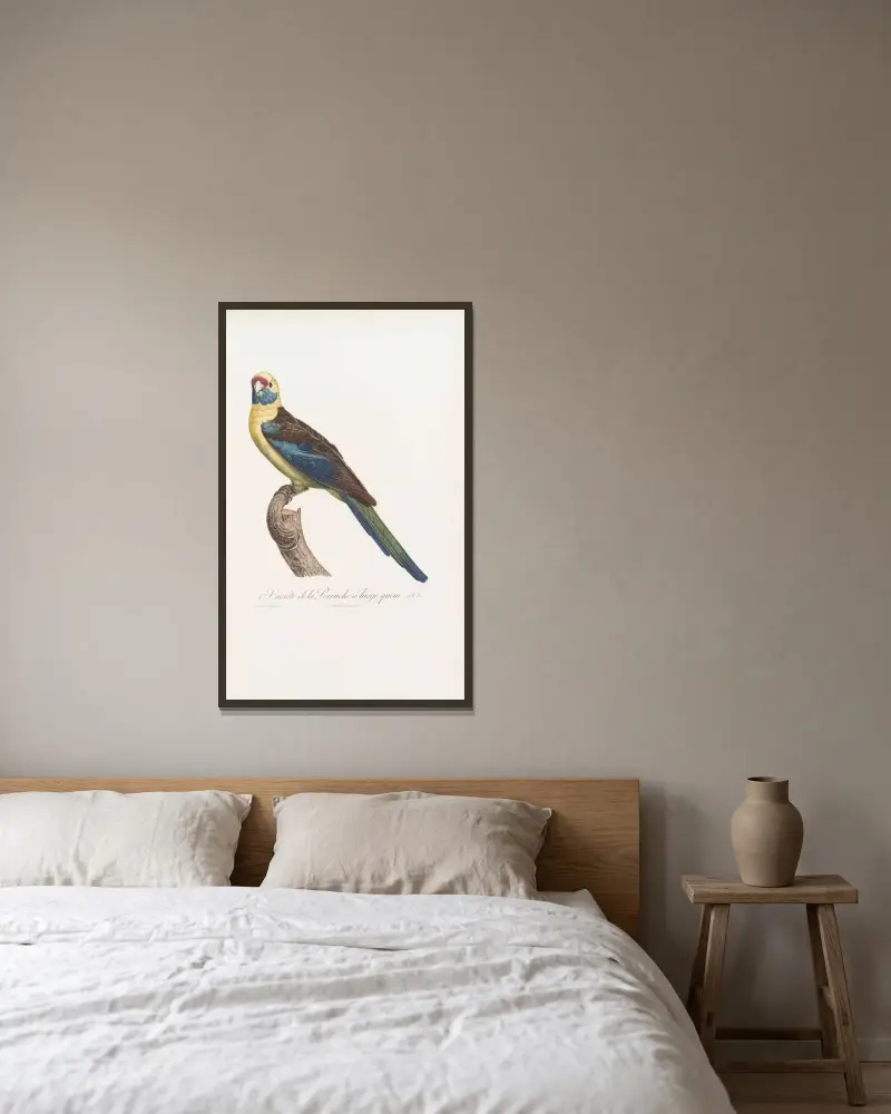 1ere Variété de la Perruche à large queue av Jacques Barraband inramad på en vägg