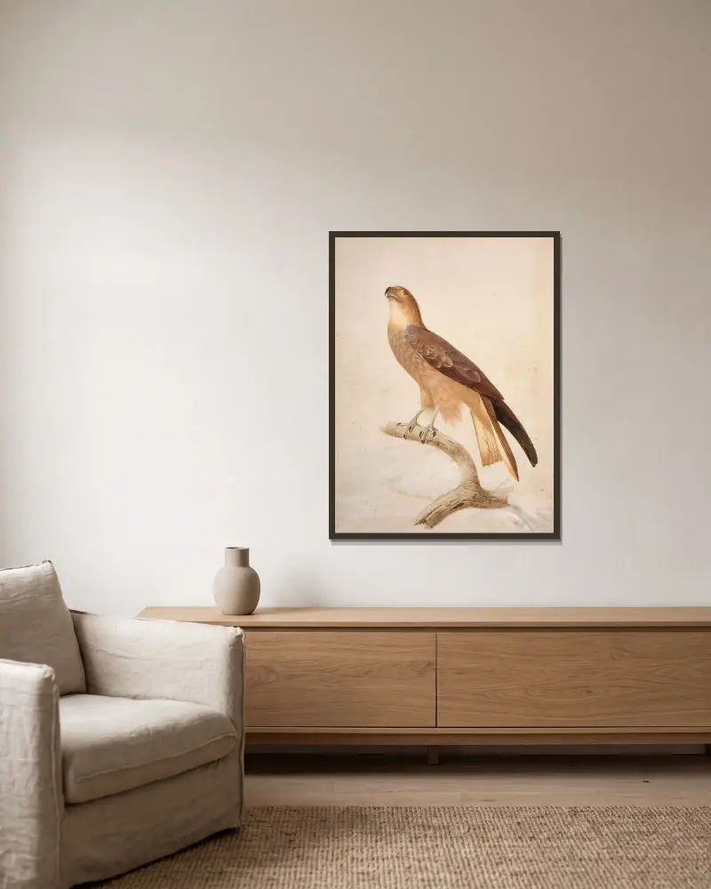 Brun glada (Milvus migrans) av Jacques Barraband inramad på en vägg