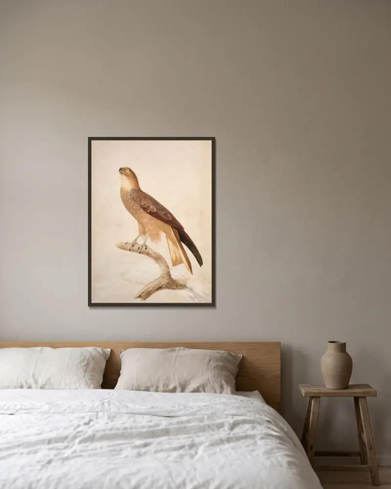 Brun glada (Milvus migrans) av Jacques Barraband inramad på en vägg