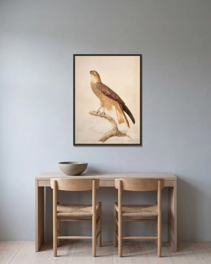 Brun glada (Milvus migrans) av Jacques Barraband inramad på en vägg