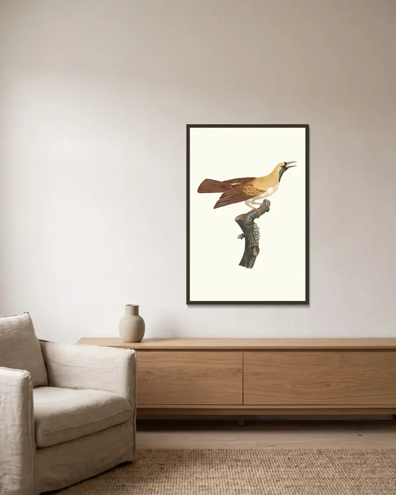 Femelle de petit Oiseau de paradis Emeraude. av Jacques Barraband inramad på en vägg