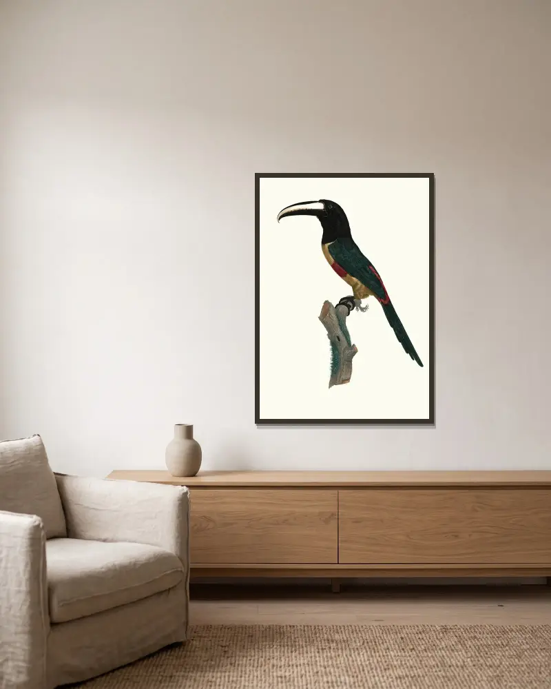 L’Aracari, à ceinture rouge. av Jacques Barraband inramad på en vägg
